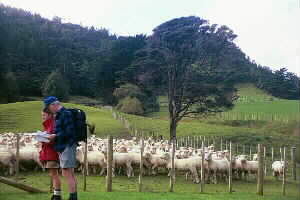 Image of karamaturasheepq.jpg