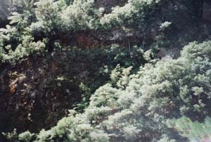 Image of karangahake02viewwindowsq.jpg