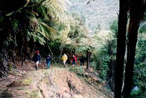 Image of karangahake03level7track.jpg