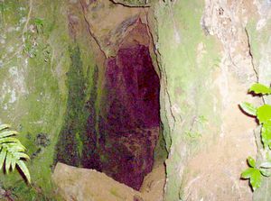 Image of karangahakenov06gjmine.jpg