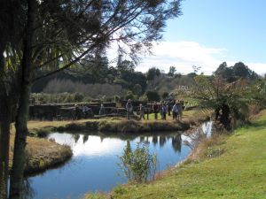 Image of karangahape10efpondulum.jpg