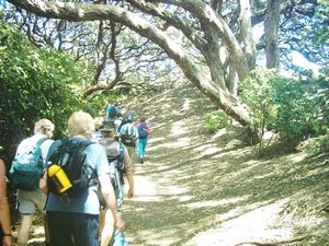 Image of kareakaredec2003pohutukawaglade.jpg