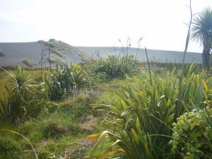 Image of kareakaredec2003sanddune.jpg