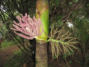 Image of karekarefeb10eeflower.jpg