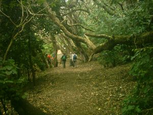 Image of karekaresept2003pohutukawagrove.jpg