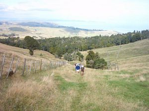 Image of karioi05farmtrack3.jpg