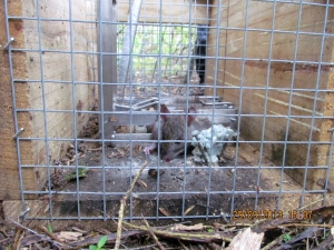 Image of karioi13a.jpg