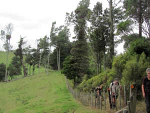 Image of kawhia13i.jpg