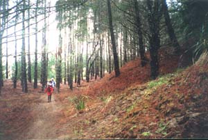 Image of keretapinesq.jpg