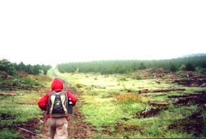 Image of keretayoungpinesq.jpg