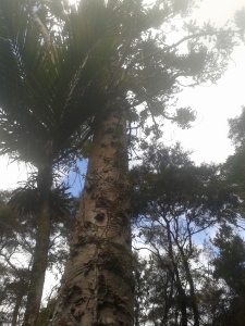 Image of kerrtaylor15a.jpg