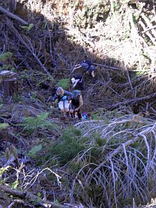 Image of komata12a.jpg