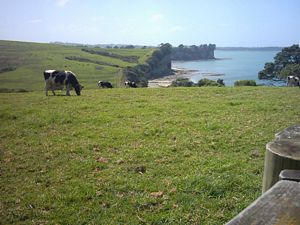 Image of longbay2004clifftoptrack2.jpg