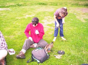 Image of mahurangiaug06ceduck.jpg