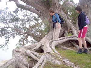 Image of mahurangiaug06ddisland.jpg