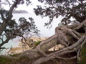 Image of mahurangiaug06deisland.jpg