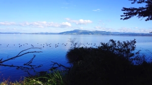 Image of mamaku16b.jpg