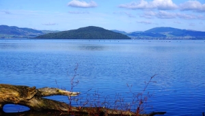 Image of mamaku16z.jpg