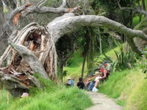 Image of mangawhai12i.jpg