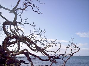 Image of mangawhaimay06bgshagcolony.jpg