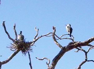 Image of mangawhaimay06bhshagcolony.jpg