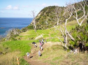 Image of mangawhaimay06bkgrunt.jpg