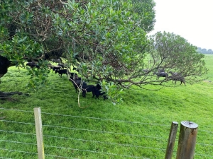 Image of mangerenov21a.jpg