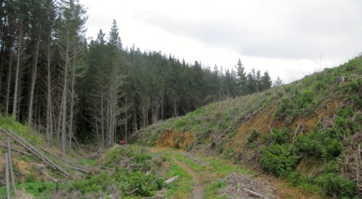 Image of maraetaiaug16h.jpg