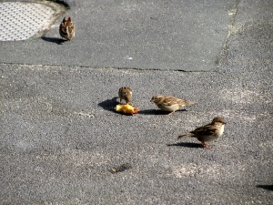 Image of maraetaiaug16k.jpg