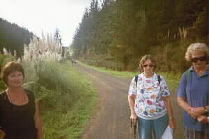 Image of maraetaiforest2q.jpg