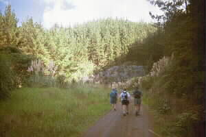 Image of maraetaiforest3q.jpg