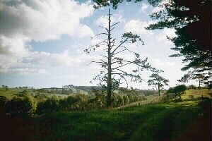 Image of maraetaiforestfarmsq.jpg