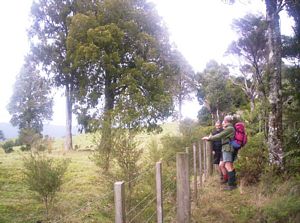 Image of mataitai05fenceline.jpg