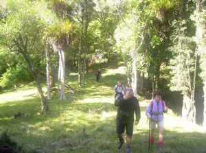 Image of mataitai05glade.jpg