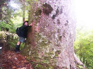 Image of mataitai05kauri2.jpg