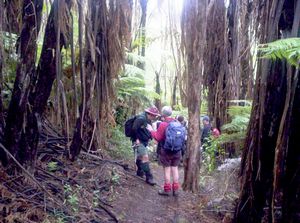 Image of mataitai05nearstart.jpg