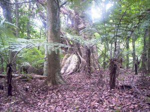 Image of mataitai05puriri.jpg