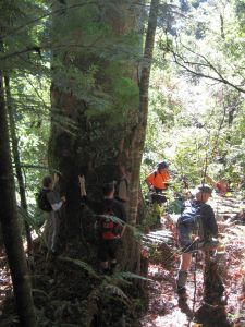 Image of mataitai10eekauri.jpg