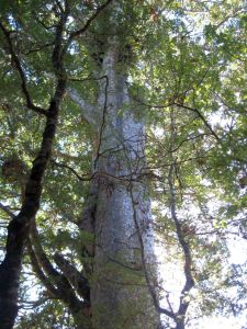 Image of mataitai10efkauri.jpg