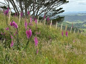 Image of matakanapakiridec23i.jpg