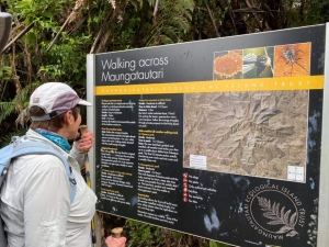 Image of maungatauturioct20r.jpg