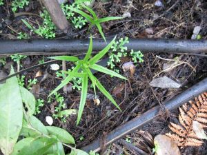 Image of mcbrinns10hborchid.jpg