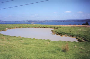 Image of motuora02pondq.jpg