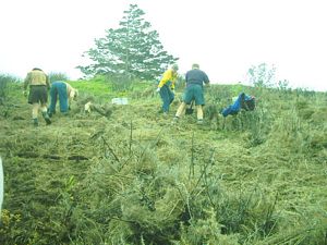 Image of motuora04planting3.jpg