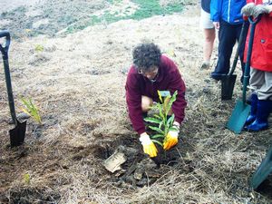 Image of motuora04plantingdemo3.jpg