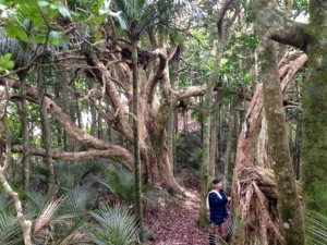 Image of mtaucklandjun16ad.jpg