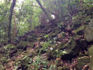 Image of mthobsonoct16c.jpg