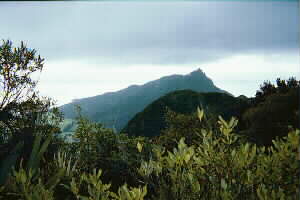 Image of mtlionviewq.jpg