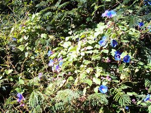 Image of mtstjohn05newmarketconvolvulus.jpg