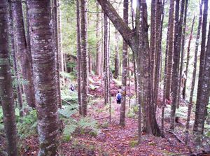 Image of mtwilliamapr07jbkauris.jpg